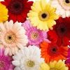 abd.bel7