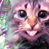 starylesnydruid