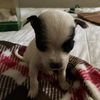 doggieeditx