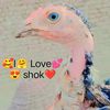 nolove2985