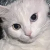 aseel_alhashmi80
