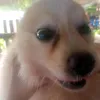 yaphetsmonton2