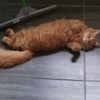 ezrapecintakucing