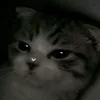 _imciaa_