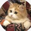funny_cats062