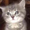 funny_cats117