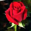 rubel.sheikh66