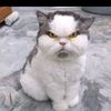 rabbitmilo23