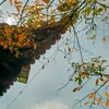 Hoa Vô Sắc