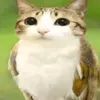 mirkoo33333