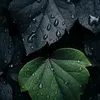 suliman_130