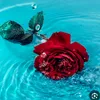 shams_sshmas