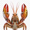 asmr_lobster20