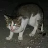 starypolan