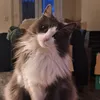 marie_with_white_fur