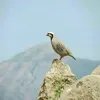 zenga_duste_barzan94