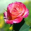mari.gomes79