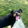 rox_the_doggo7