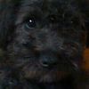 the.dogsfun