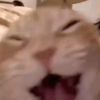 keysi_...2kitty