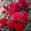 om.abood.iabsi