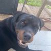 otisthedog17