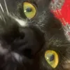 anayabowz