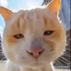 _phaichiu_4