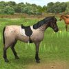 horse.person.horsyy
