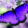 manola1608328503351689