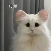 dolamnek