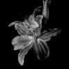 lvstful_s1n