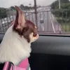katica_22_chihuahua