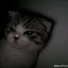 yamilecaamal4