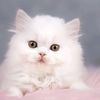 nigar10890