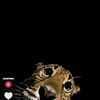 oomar_45