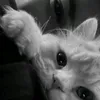 hebaakittycat