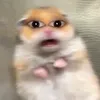 ratwahhhh