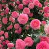 blanche.neige3108