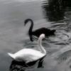 ynqsmz27