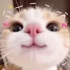 kittencat.2008