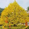 nguynt0726