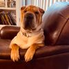 chamoythesharpei