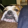 bulldog2841