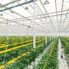 greenhouse_pang