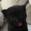 .kitkatbites