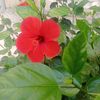 zeynep.imali