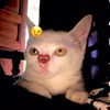babyyani025