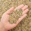 official_sand_eater