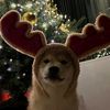 aneell_xq